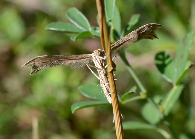 Pterophoridae da identificare